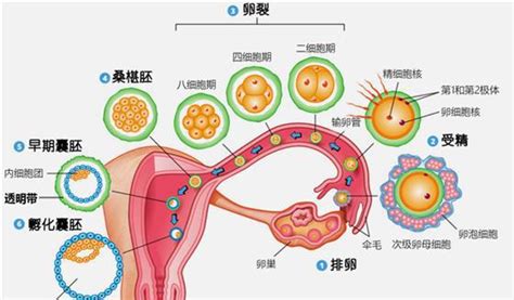 育儿教育视频
