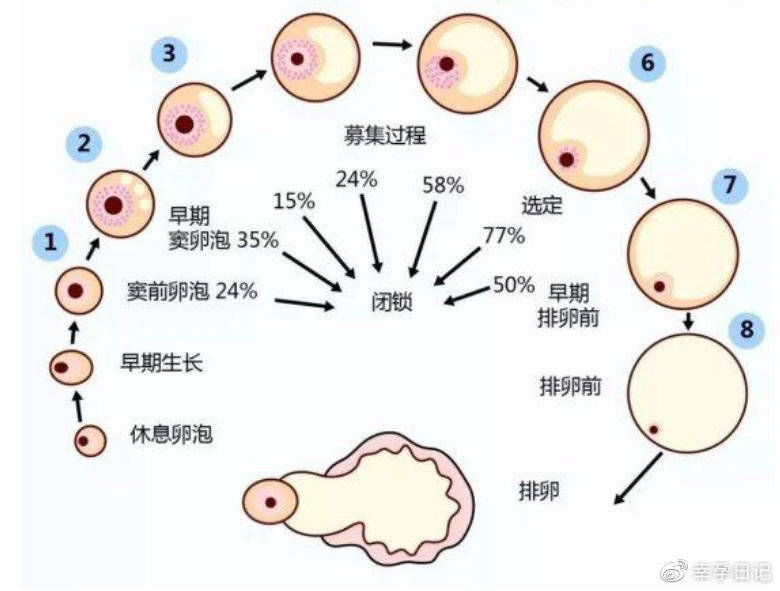 育儿百科美国儿科学会 第7版pdf