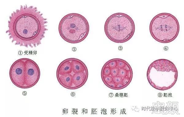 育儿