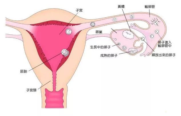 育儿教育