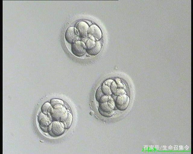 胎停