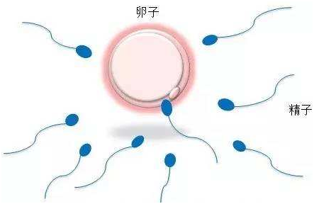 胎停育