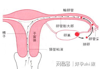 胎位不正