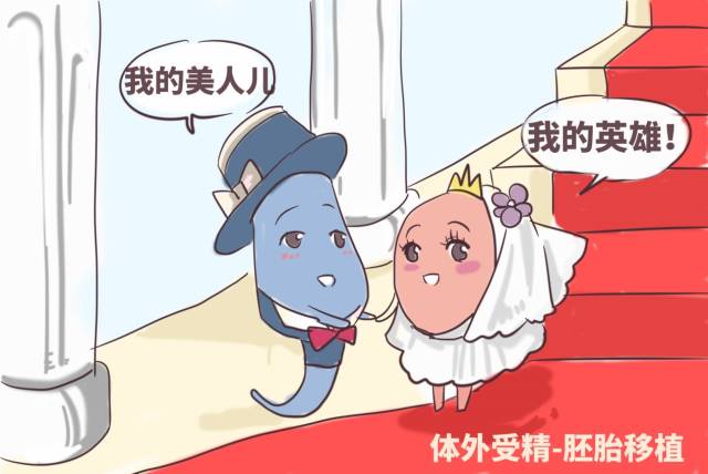 胎儿发育