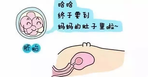 胎停