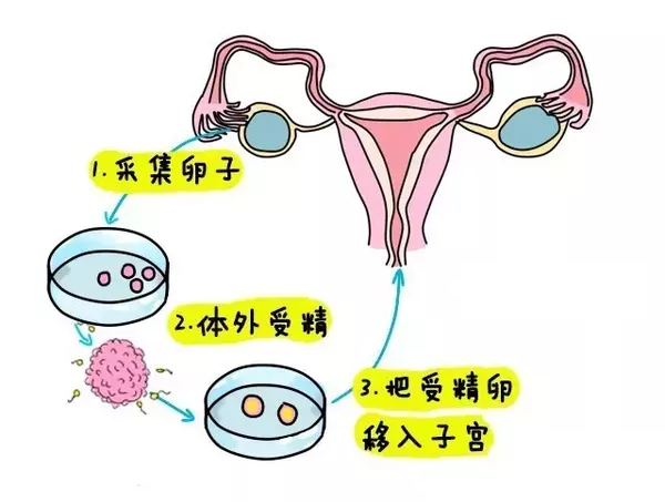 胎儿发育过程