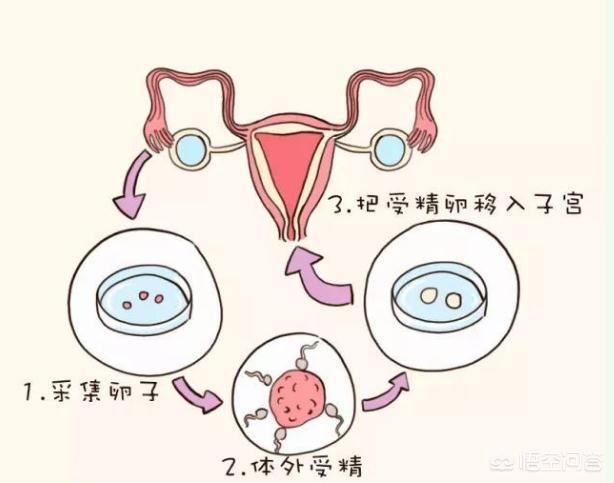 胎儿发育